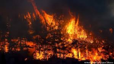 О недопущении пожаров в экосистеме