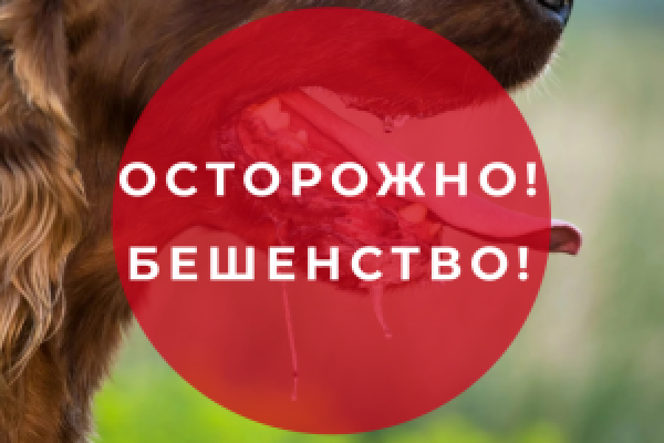 БЕШЕНСТВО – ЭТО ОПАСНО! (памятка)